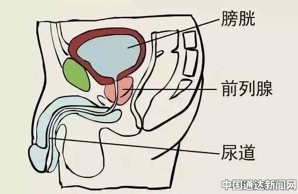 丹参是一种常见的中草药，具有悠久的历史和广泛的应用。它以其独特的药用价值，被广泛用于中医药领域，对多种疾病有着良好的治疗效果。下面将详细介绍丹参的功效。