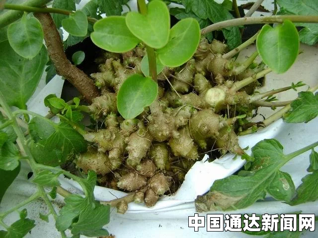 三七粉是一种常见的中药材，具有多种功效与作用。它源自三七这种植物，经过精细研磨成粉末状，具有很高的药用价值。下面将详细介绍三七粉的功效与作用。