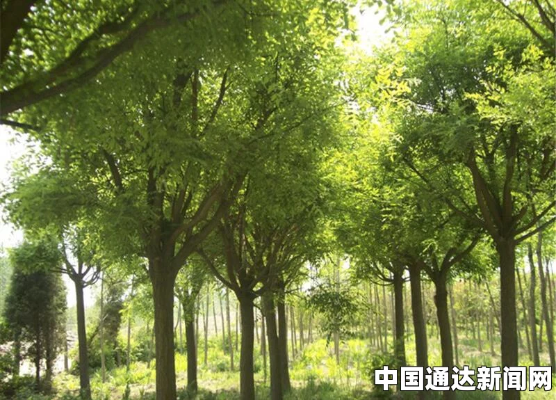 四大镇宅之树