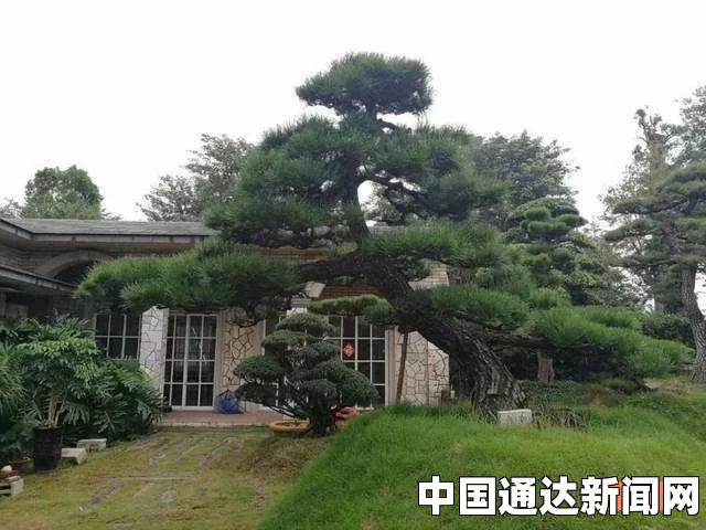 四大镇宅之树