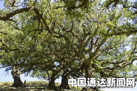 四大镇宅之树