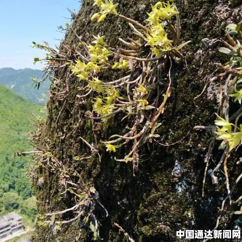 铁皮石斛是一种名贵的中药材，因其独特的药用价值和珍稀性，在市场上备受关注。其价格因产地、品质、季节、市场需求等多种因素而有所不同。下面我们就来详细探讨一下铁皮石斛的价格问题，并以此展开内容。