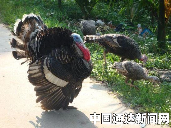 魔兽世界宠物肥胖的火鸡获取攻略全解析