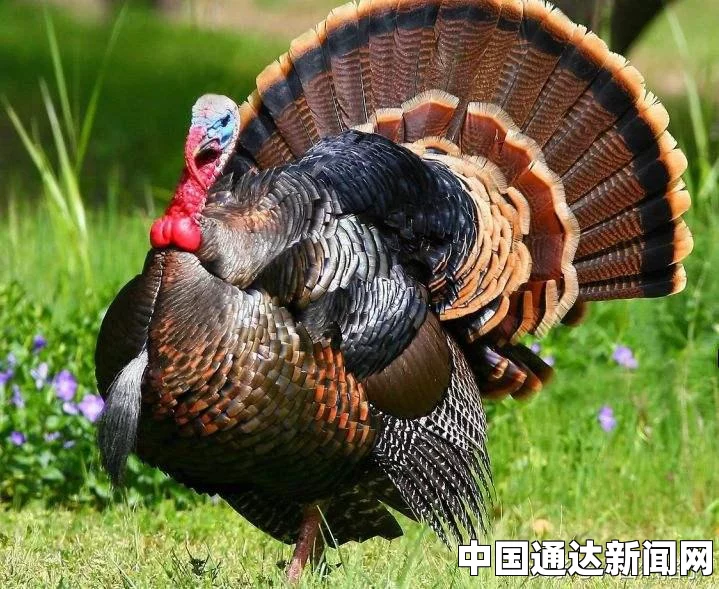 魔兽世界宠物肥胖的火鸡获取攻略全解析