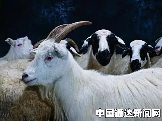 魔兽世界中的棕色骑乘山羊，获取方法详解