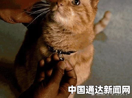 复联4揭秘，橘猫噬元兽咕咕如何留下灭霸脸上抓痕
